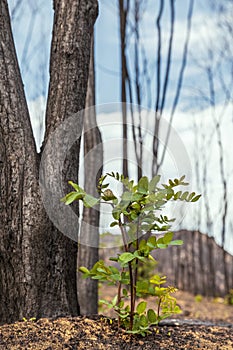 A green sprout after the wildfires in Evros region Greece, Parnitha, Evia, Euboea, Canada, Amazon, spring period