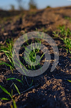 Green sprout of winter wheat in the field close-up. Sunlight warms the seedlings. Farming concept