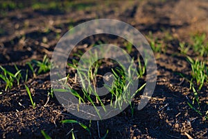 Green sprout of winter wheat in the field close-up. Sunlight warms the seedlings. Farming concept