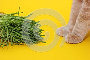Green sprouted oats and cat paws on a yellow background. Green grass