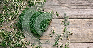 Green sprouts of chia, arugula and mustard on a table from gray wooden boards, top view. A healthy food supplement