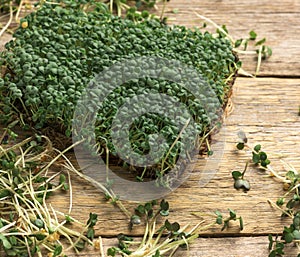 Green sprouts of chia, arugula and mustard on a table from gray wooden boards, top view. A healthy food supplement