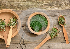 Green sprouts of chia, arugula and mustard in a wooden spoon on a gray background from old gray boards, top view. Useful