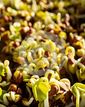 Green sprouts close-up. Growing micro greens for a healthy diet. Vegan food.