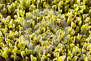 Green sprouts close-up. Growing micro greens for a healthy diet. Vegan food.