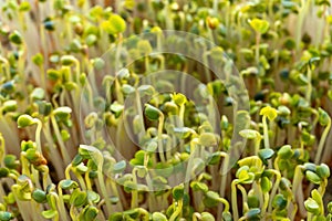 Green sprouts close-up. Growing micro greens for a healthy diet. Vegan food.