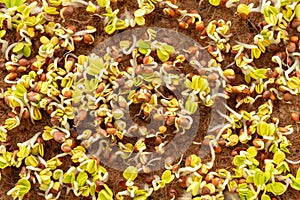 Green sprouts close-up. Growing micro greens for a healthy diet. Vegan food.