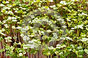 Green sprouts close-up. Growing micro greens for a healthy diet. Vegan food.