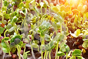 Green sprouts close-up. Growing micro greens for a healthy diet. Vegan food.