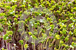 Green sprouts close-up. Growing micro greens for a healthy diet. Vegan food.