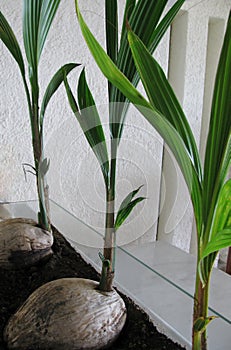 Green sprouts of coconut or cocos nucifera tree.