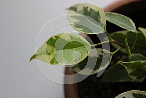 Green Sprouts Of Ficus Elastica In Home Flower Pot Closeup Stock Photo