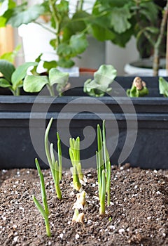 Green sprouts of garlic in the soil in the winter garden on the window with other plants. Seedlings of garlic
