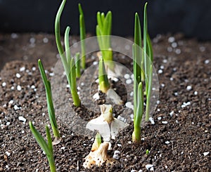 Green sprouts of garlic in the soil in the winter garden on the window. Seedlings of garlic.Vegetable garden on the window in