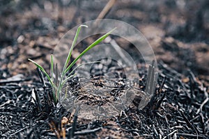 The green sprouts germinate from the ground on a burned-out field