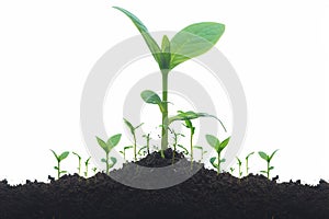 Green sprouts growing from soil, white background, nature concept