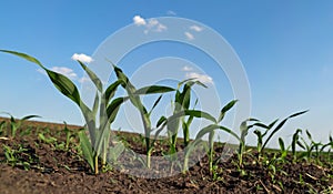 Green sprouts of maize in spring