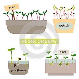 Green sprouts. Microgreen growing seed, beet, radish, sunflower and peas. Seedling with leaves and roots in pots