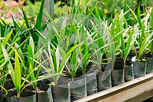 Green Sprouts Of Plant Palm Tree With Leaf, Leaves Growing From Soil In Pot In Greenhouse Or Hothouse.