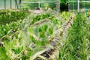 Green Sprouts Of Plant Palm Tree With Leaf, Leaves Growing From Soil In Pot In Greenhouse Or Hothouse.