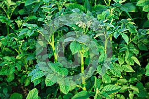 Green sprouts of potato