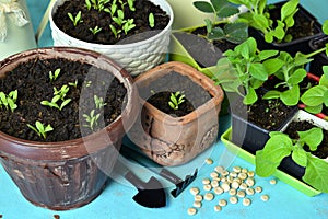 Green sprouts in pots with seeds and warking tools on table