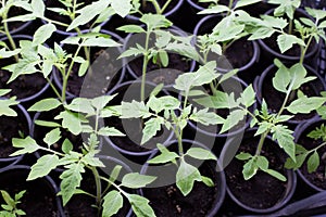 Green sprouts of tomato seedling in small black pots with the earth. top view