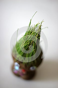 Green sprouts toy semeni on white background