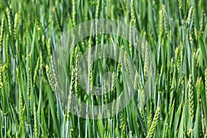 Green sprouts of wheat