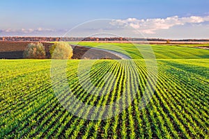 Green sprouts of wheat grow in rows on the hilly terrain of agricultural fields. Picturesque autumn landscape in evening colors