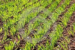 Green sprouts of winter wheat