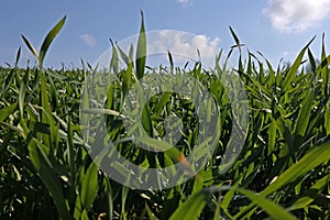 Green sprouts of winter wheat on the field in spring