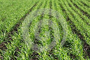 Green sprouts of young wheat