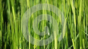 Green sprouts of young wheat at sunset. Close up of green fresh grass on meadow. Wheat crops growing on a agricultural field.