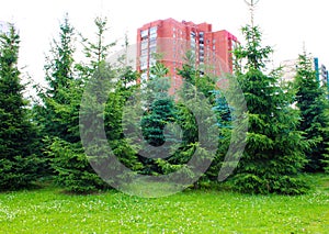 Green spruce on a background of red building