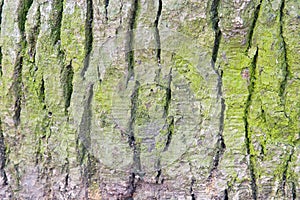 Green spruce bark