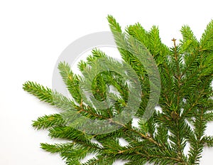 Green spruce branch