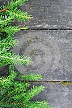 Green spruce branch Christmas tree on the wooden background