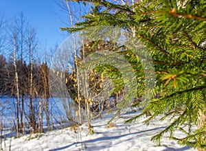 Green spruce branch, nature winter background . Winter landscape. Snow covered trees.