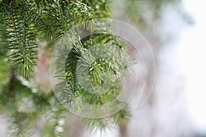 Green spruce branch with needles