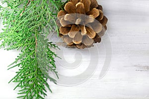 Green spruce branch with pine cone on white background