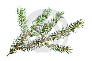 Green spruce branch with short needles close-up on a white background, isolate. Christmas tree, decoration. New year, Christmas.