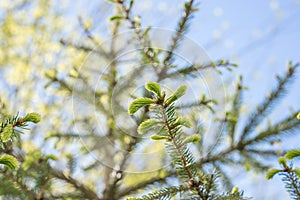 Green spruce branch with young shoots on sunny day. Spring natural background