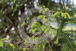 Green spruce branch with young sprouts. Spring natural background