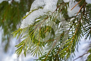 green spruce branches covered with ice and snow close-up on a winter day