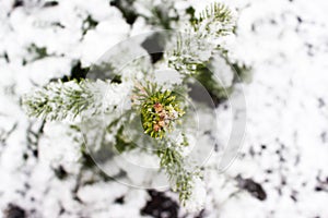 Green spruce branches under the snow.