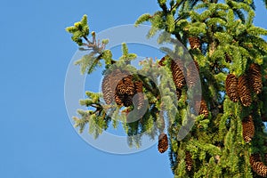 Green spruce, fir with cones and needles against the blue sky. Evergreen coniferous Christmas tree