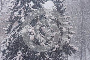 Green spruce in a heavy snowfall is covered with snow. photo