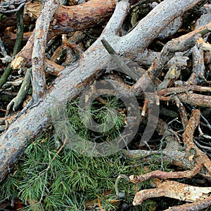 Green spruce paws and cuttings of branches after harvesting pine trees