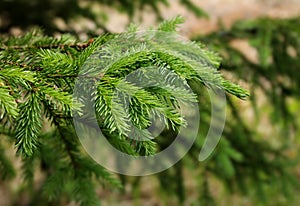 Verde abete rosso un albero 